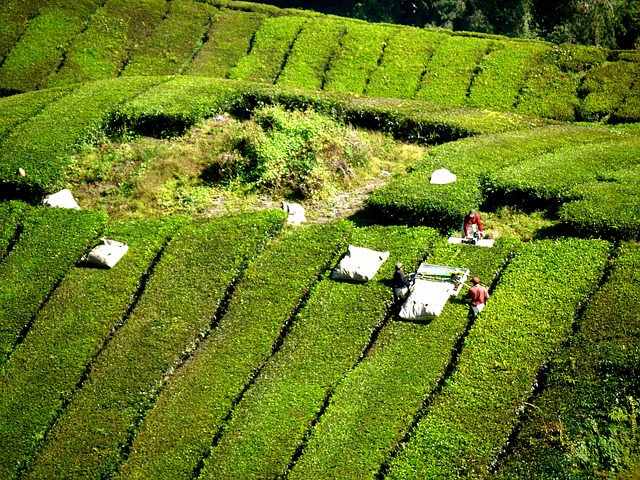 tea-plantation-261509_640.jpg