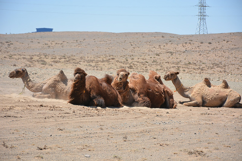 Gobi Desert