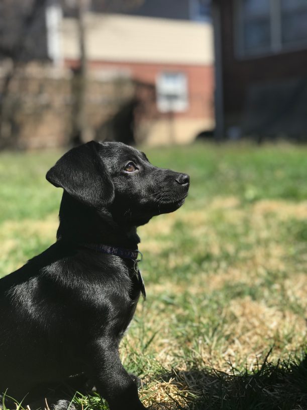 german dog breeds