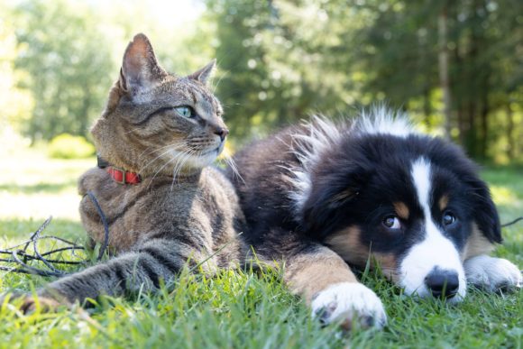 Do You Qualify for Pet Insurance? Everything You Need to Know.