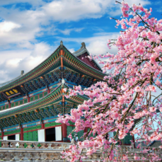 Photo of Korea with a pagoda and cherry tree blossoming