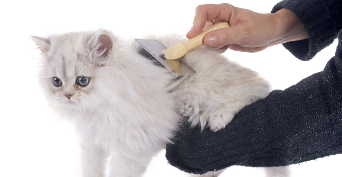 Image showcasing Cat Grooming and Health Certificate Course - Get Started Today
