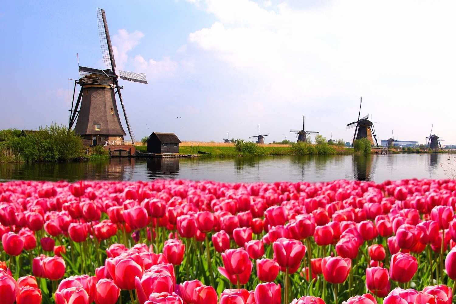 цветок нидерланды